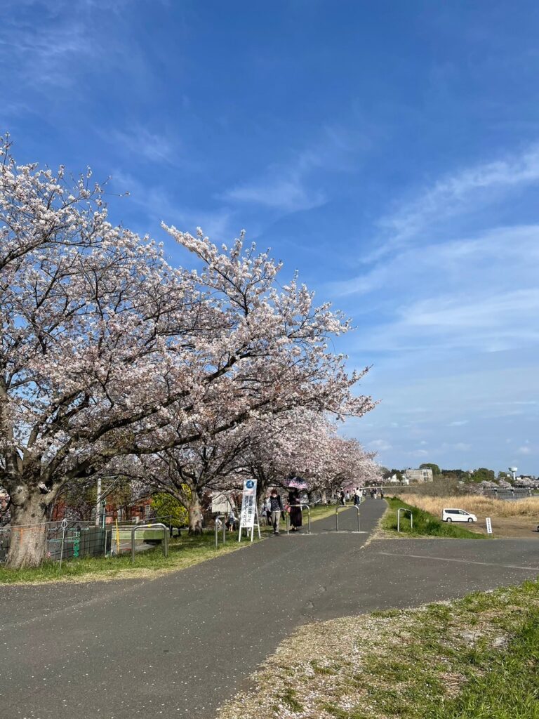 羽村堰桜１