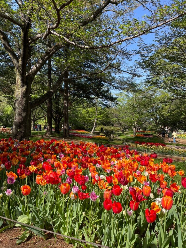 昭和記念公園