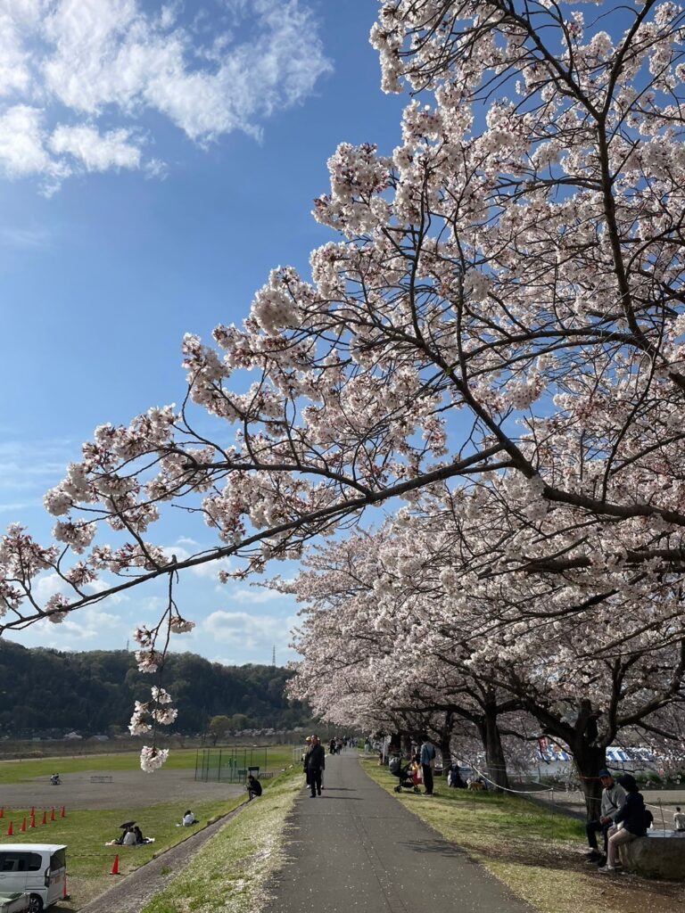 羽村堰桜２